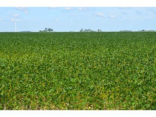 Property photo 27 - 233 +/- Acres Offered in 3 Tracts, Ohio Land Auction